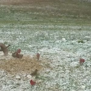 Meet your Posher, Carie